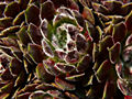 Sempervivum IMG_3696 Rojnik